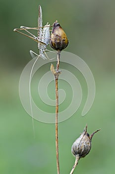 Macro of grasshopper