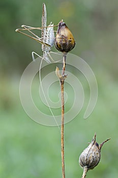 Macro of grasshopper