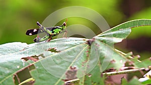 Macro grasshopper live on leaves of grass