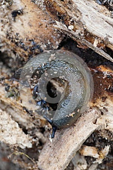 Macro of a gray adult Caucasian mollusk of the slug Arion ater o