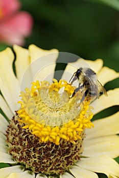 Macro gray-black Caucasian bumblebee Bombus serrisquama on yellow flower Zinnia