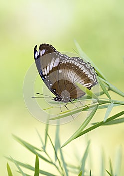 Macro Great Eggfly Butterfly