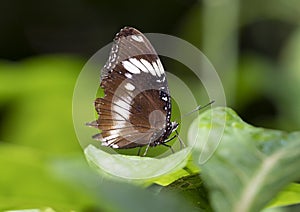 Macro Great Eggfly Butterfly