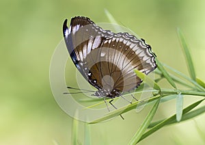 Macro Great Eggfly Butterfly