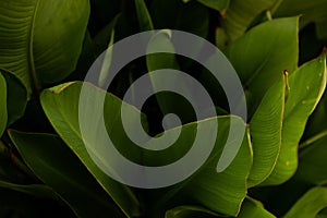 Macro green background Calathea Lutea Plant. Fresh, firm banana leaves. Texture natural pattern