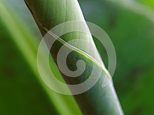 Macro of green banana leaf rolled up, abstract nature