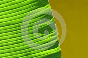 Macro green Banana leaf texture surface and yellow background  - copy space , Tropical leaf backdrop and beautiful detail