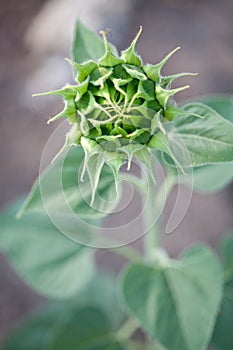 Macro of green bud sunflower