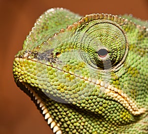 Macro of green cameleon