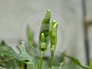 Macro of green chilli on the tree