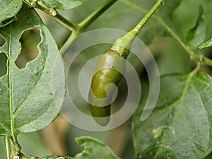 Macro of green chilli on the tree at the garden