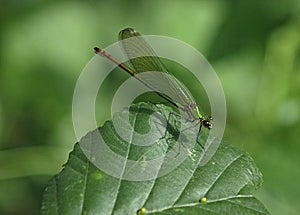 Beautiful green dragonfly on a leaf