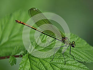 Beautiful green dragonfly on a leaf