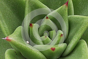 Macro of a green echeveria succulent center