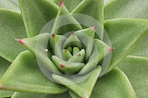 Macro of a green echeveria succulent center