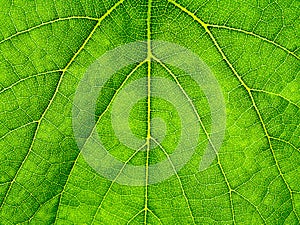 Macro of green grape leaf