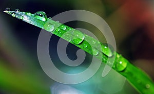 Waterdrops on grass blade photo