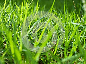 Macro green grass with sunlight photo