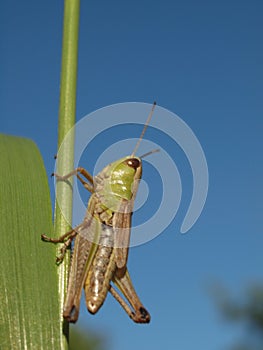 Macro of a green grasshopper balancing on a blade of grass