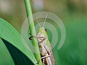 Macro of a green grasshopper balancing on a blade of grass