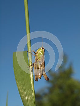 Macro of a green grasshopper balancing on a blade of grass