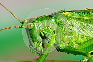 Macro of green grasshopper