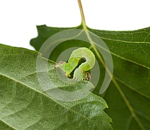 Macro of green inchworm on birch leaf