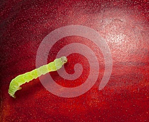 Macro of green inchworm on peach