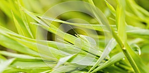 Macro of Green Lacewing Chrysopa spp. on Green Leaves