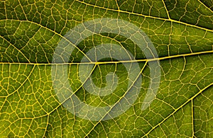 Macro of green leaf