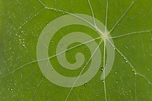 Macro Green Leaf With Drops