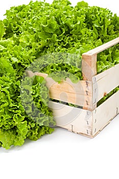 Macro of green leaf lettuce in crate