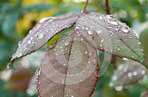 macro green leaf rain drop