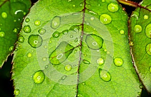 macro green leaf rain drop