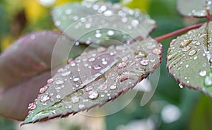 Macro green leaf rain drop