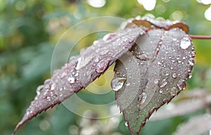 Macro green leaf rain drop