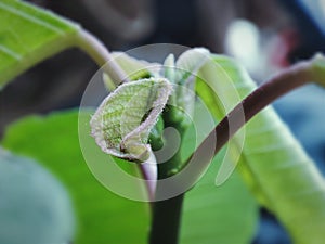 Macro green leaf shoots focus