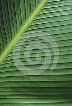 Macro green leaf texture background