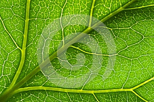 Macro green leaf vein