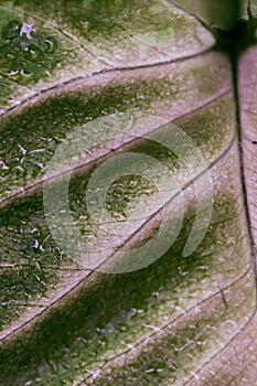 Macro of green leaf with veins and waterdrops.