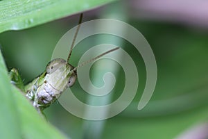 Macro of a green locust peeking through green leaves