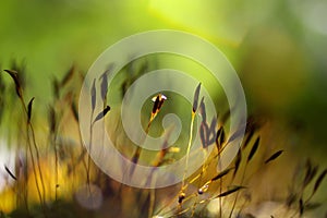 Macro of green moss