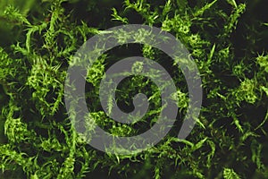 Macro green moss background