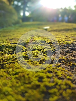 Macro green moss with blurred background on sunny day