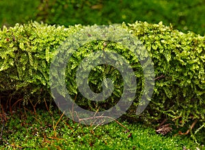 Moss on forest floor