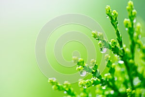 Macro of green pine branch with rain drops ,Pine needle with big dewdrops after rain