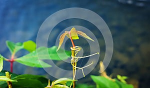 Macro of the green plant with curly plant near the lake.