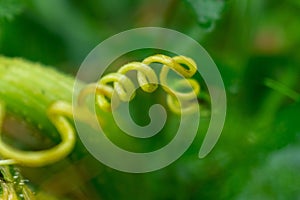 Macro of the green plant with curly plant in the shape of spiral.