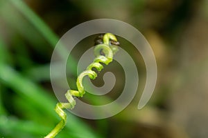 Macro of the green plant with curly plant in the shape of spiral.