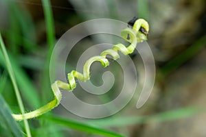 Macro of the green plant with curly plant in the shape of spiral.